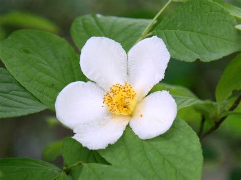 掛花|「掛花」の意味や使い方 わかりやすく解説 Weblio辞書